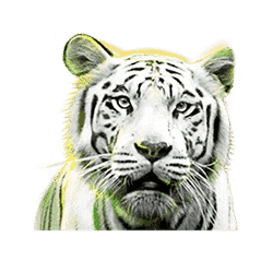 สัญลักษณ์รูปไวด์ ของเกม Big Cat Rescue Megaways